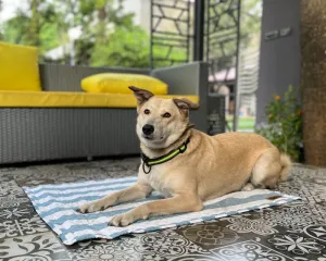 Petter World Multipurpose Breathable Summer Mat for Dogs (Blue Stripes)